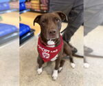 Small #3 Chocolate Labrador retriever Mix