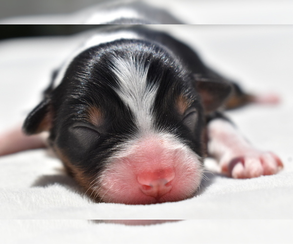 Medium Photo #3 Miniature Australian Shepherd Puppy For Sale in PALM COAST, FL, USA
