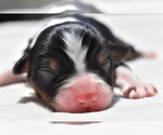 Small #2 Miniature Australian Shepherd