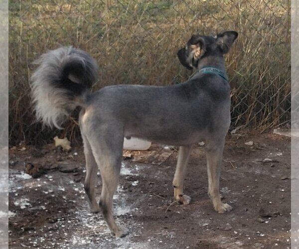 Medium Photo #6 German Shepherd Dog-Huskies  Mix Puppy For Sale in Orange Grove, TX, USA