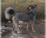 Small #5 German Shepherd Dog-Huskies  Mix