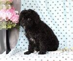 Small Photo #1 Cavapoo Puppy For Sale in RISING SUN, MD, USA