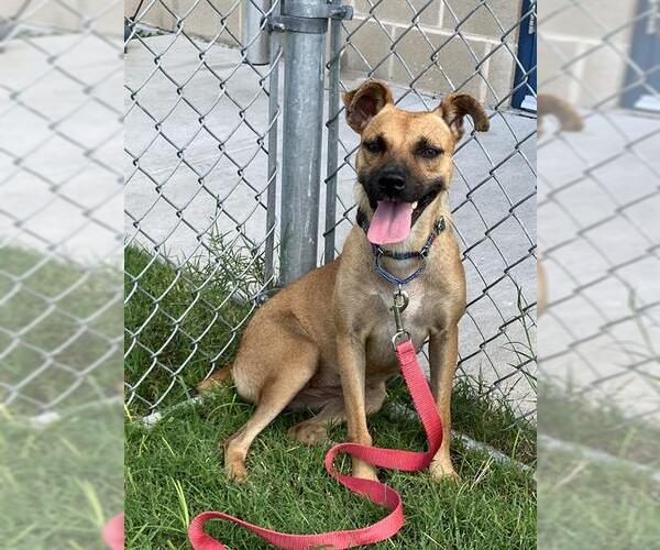 Medium Photo #3 Black Mouth Cur Puppy For Sale in Corpus Christi, TX, USA
