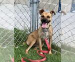 Small #2 Black Mouth Cur