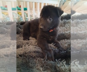 Medium German Shepherd Dog