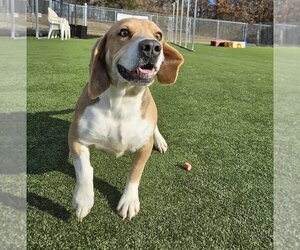 Beagle Dogs for adoption in Godfrey, IL, USA