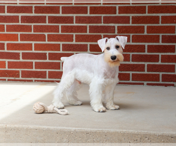 Medium Photo #6 Schnauzer (Miniature) Puppy For Sale in SYRACUSE, IN, USA