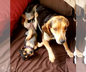Beagle Puppy for sale in CENTRALIA, WA, USA