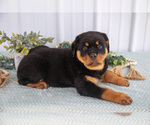 Small Photo #3 Rottweiler Puppy For Sale in BERNE, IN, USA