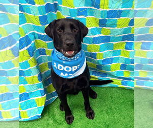 Medium Labrador Retriever