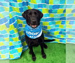 Small Labrador Retriever