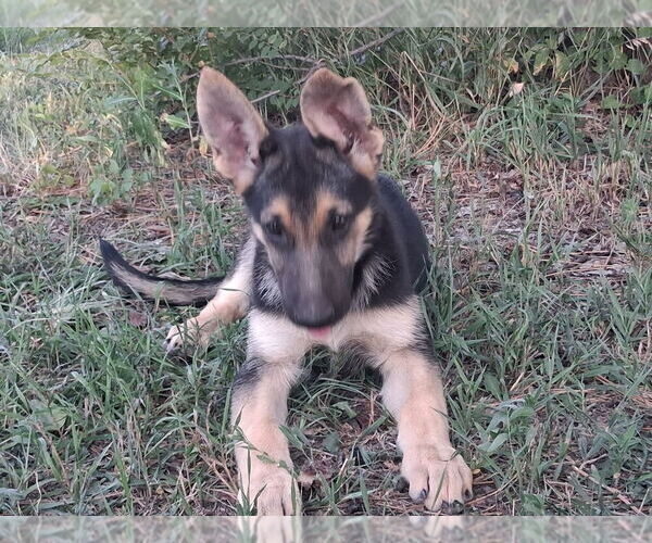 Medium Photo #5 German Shepherd Dog Puppy For Sale in KANORADO, KS, USA