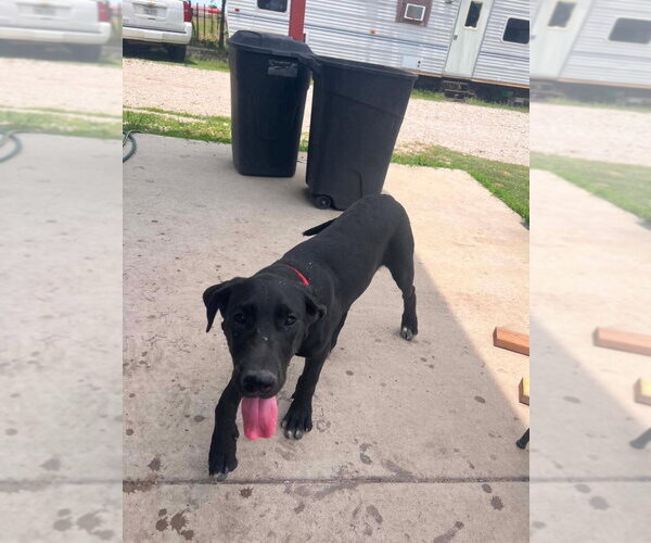 Medium Photo #3 Great Dane Puppy For Sale in Bullard, TX, USA