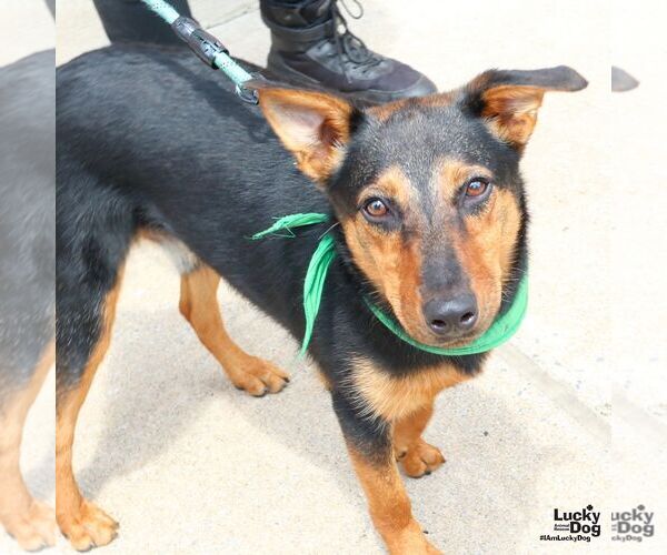Medium Photo #5 Mutt Puppy For Sale in Washington, DC, USA