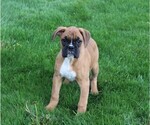 Small #2 Boxer