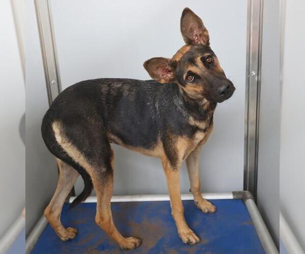 Medium Photo #1 German Shepherd Dog-Unknown Mix Puppy For Sale in San Antonio, TX, USA
