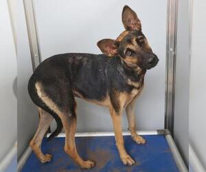 German Shepherd Dog-Unknown Mix Dogs for adoption in San Antonio, TX, USA