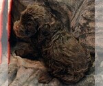 Small Photo #10 Labradoodle Puppy For Sale in JOPLIN, MO, USA