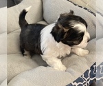 Small Photo #3 Zuchon Puppy For Sale in CENTRAL SQUARE, NY, USA