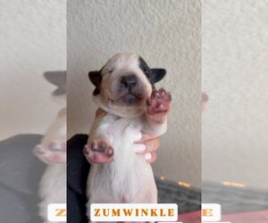 Great Dane Dogs for adoption in Bullard, TX, USA