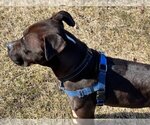 Small #2 American Staffordshire Terrier-Boxer Mix