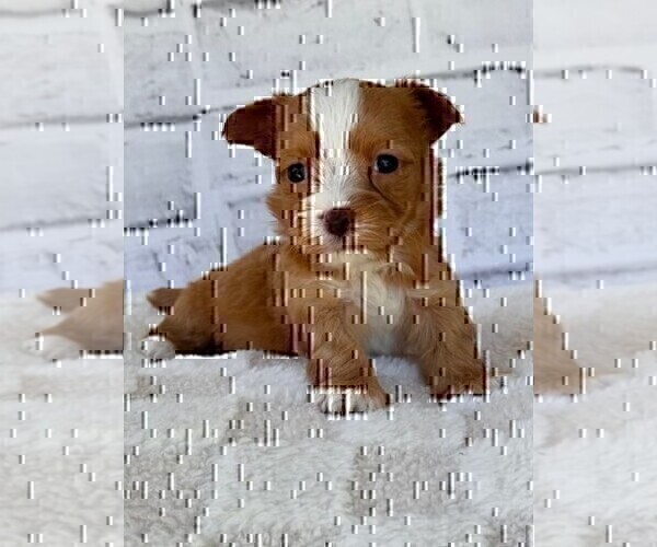 Medium Photo #16 Morkie Puppy For Sale in MIAMI, FL, USA