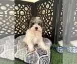 Benji - Male Havanese Puppy for Sale - Photo #3