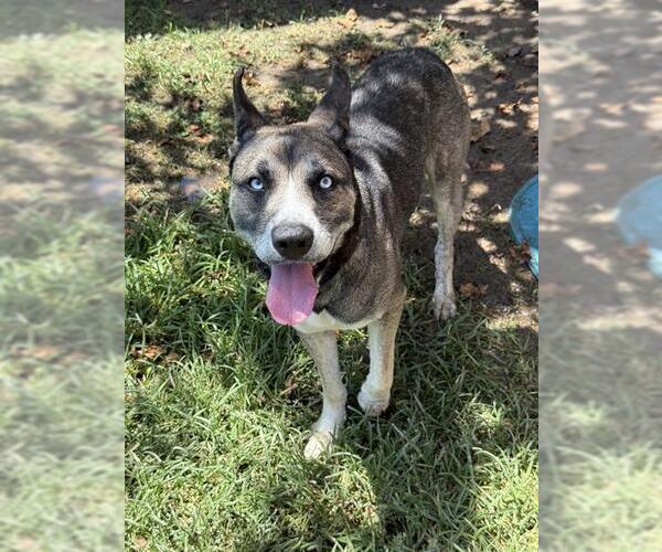 Medium Photo #2 Siberian Husky Puppy For Sale in Riverside, CA, USA