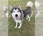 Small Siberian Husky Mix
