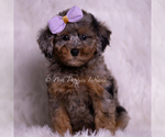Puppy Ambella AKC Poodle (Toy)