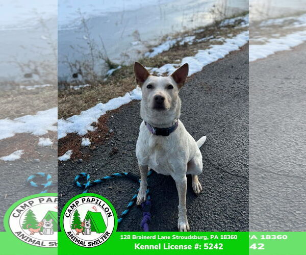 Medium Photo #4 Red Heeler-Unknown Mix Puppy For Sale in Stroudsburg, PA, USA