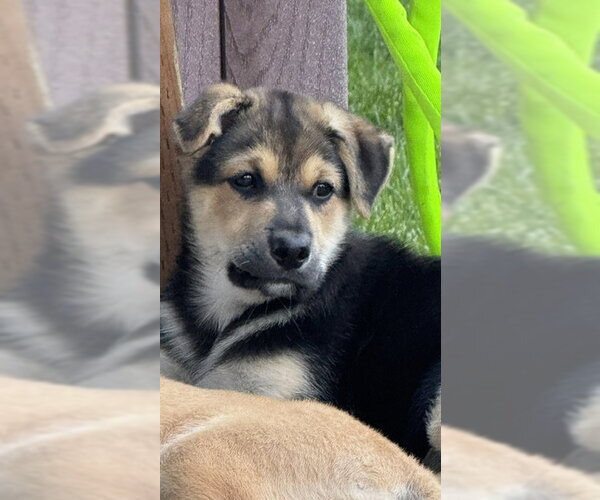 Medium Photo #4 Dalmatian-German Shepherd Dog Mix Puppy For Sale in MIDWAY, UT, USA