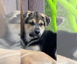 Small #3 Dalmatian-German Shepherd Dog Mix