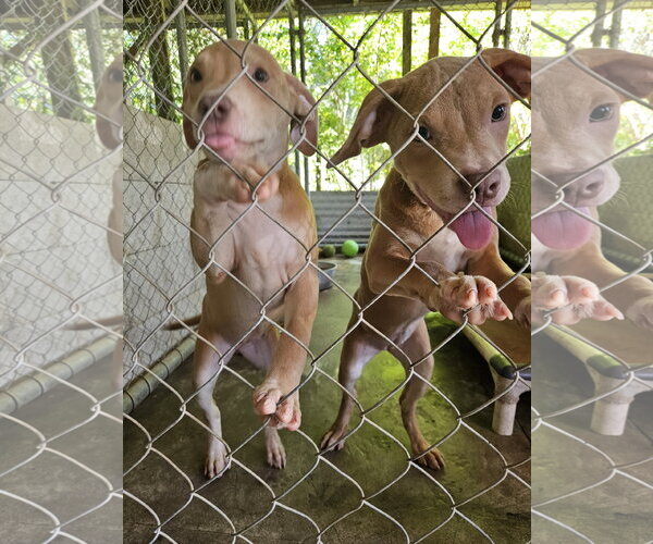 Medium Photo #8 Black Mouth Cur Puppy For Sale in Brooksville, FL, USA