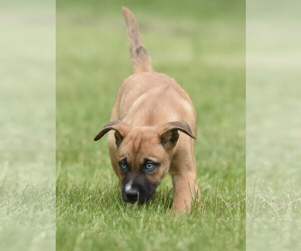 Medium Photo #3 Australian Shepherd-Unknown Mix Puppy For Sale in Mechanicsburg, PA, USA