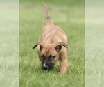 Small #2 Australian Shepherd Mix