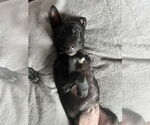 Small #5 Labrador Retriever Mix