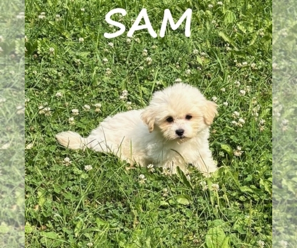 Medium Photo #3 Shih-Poo Puppy For Sale in HARTLAND, MN, USA