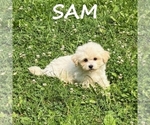 Small #2 Shih-Poo