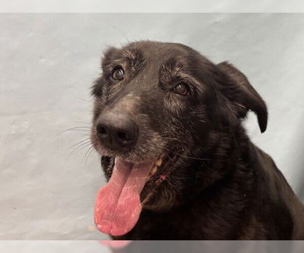 Medium Photo #5 Shepradors Puppy For Sale in Princeton, MN, USA