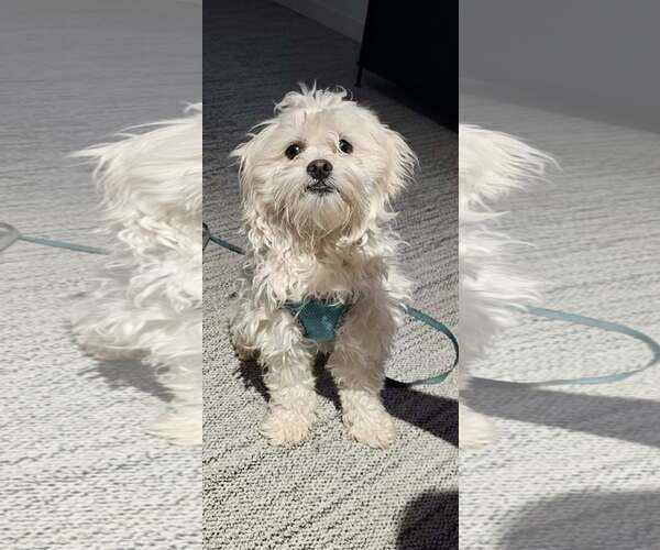 Medium Photo #2 Maltichon Puppy For Sale in Littleton, CO, USA