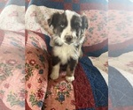 Small Photo #2 Miniature Australian Shepherd Puppy For Sale in BLAND, MO, USA
