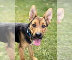 Zion - Female Rottweiler Dog for Adoption - Small photo