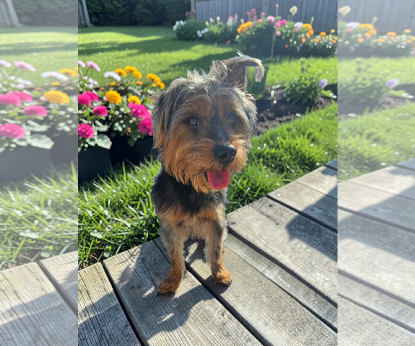 Medium Photo #7 Mutt Puppy For Sale in McKinney, TX, USA