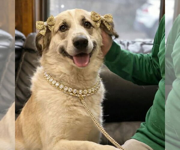 Medium Photo #3 Golden Retriever-Unknown Mix Puppy For Sale in Mt. Laurel, NJ, USA