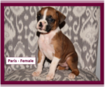 Small Photo #7 Boxer Puppy For Sale in PLATO, MO, USA