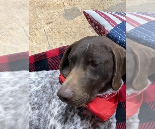 Medium Photo #3 German Shorthaired Pointer Puppy For Sale in GREENVILLE, SC, USA