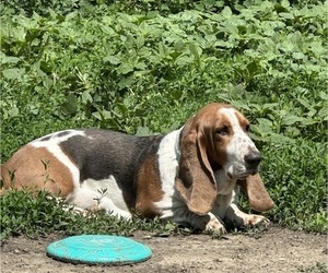 Mother of the Basset Hound puppies born on 12/11/2023