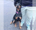Small #3 Doberman Pinscher