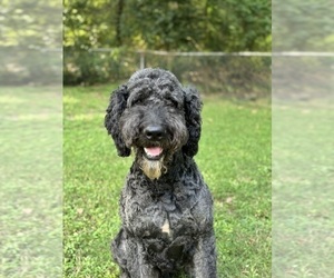 Father of the Goldendoodle puppies born on 03/06/2026